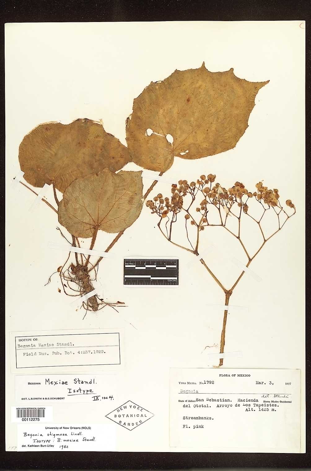 B. mexiae